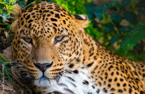 Close-up shot of a gorgeous leopardess