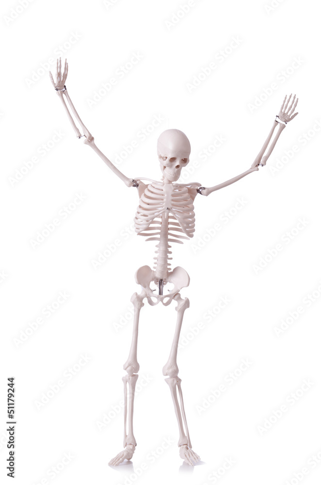 Skeleton isolated on the white Skeleton isolated on the white