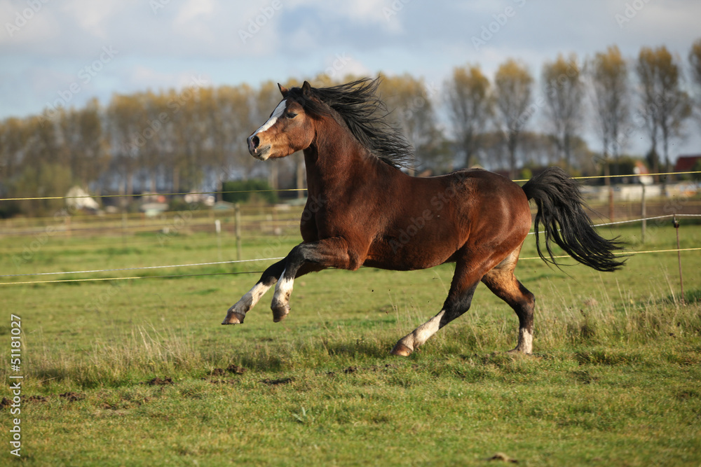 Brown welsh mountain pony stallion with black hair Brown welsh mountain pony stallion with black hair