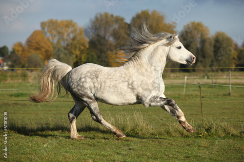 Fototapeta Naklejka Na Ścianę i Meble -  Grey welsh mountain pony stallion running