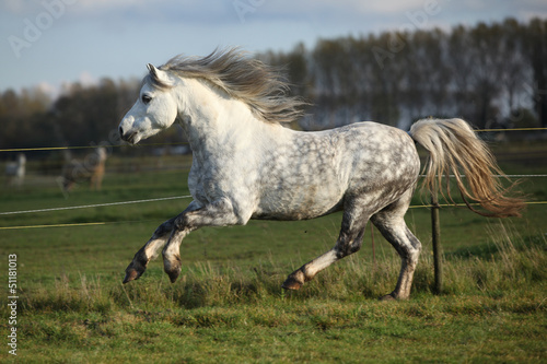 Grey welsh mountain pony stallion running