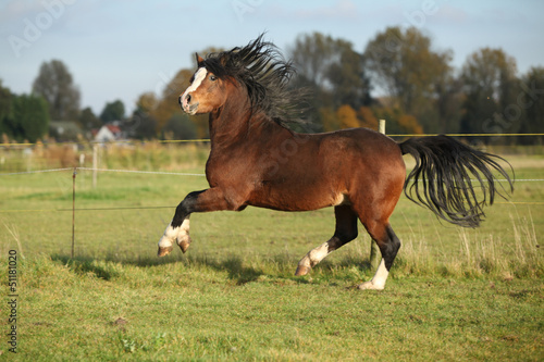 Gorgeous welsh mountain pony stallion with black hair