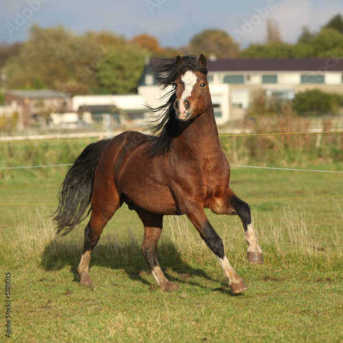 Nice welsh mountain pony stallion running and looking at you