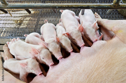 Photo Pig mother is feeding the baby pig, Group of cute newborn piglet receiving care