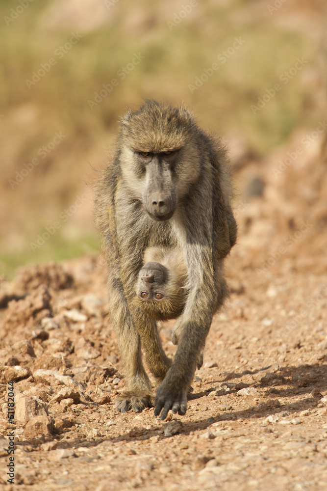 Olive Baboon carrying its Cub Olive Baboon carrying its Cub