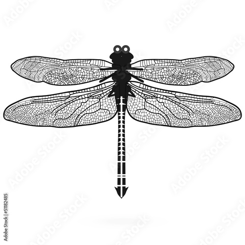 dragonfly isolated high quality