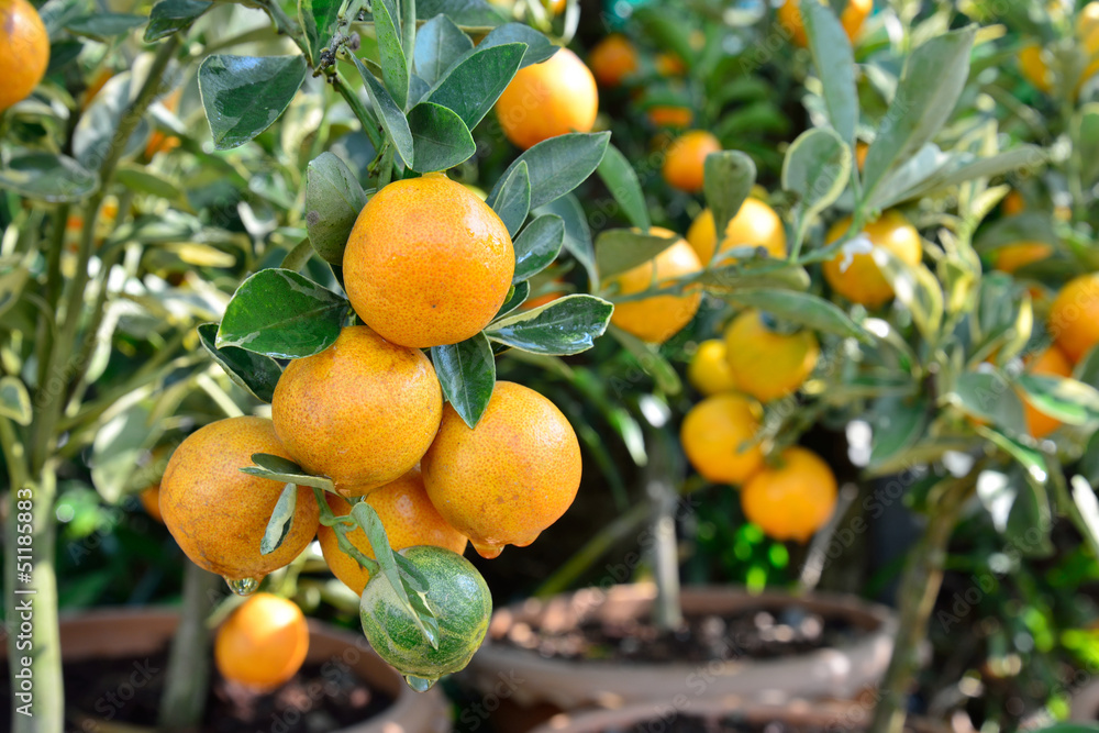 orange tree fruits