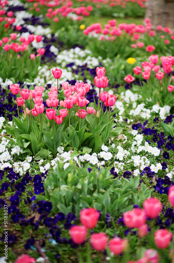Many beautiful tulips in a garden