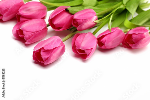 Fototapeta Naklejka Na Ścianę i Meble -  Fresh pink tulips