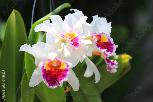 White cattleya orchid flower