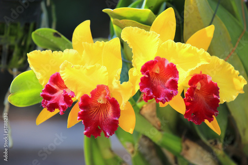 Yellow cattleya orchid flower