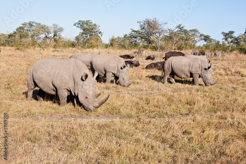 Rhino herd standing on grass plain