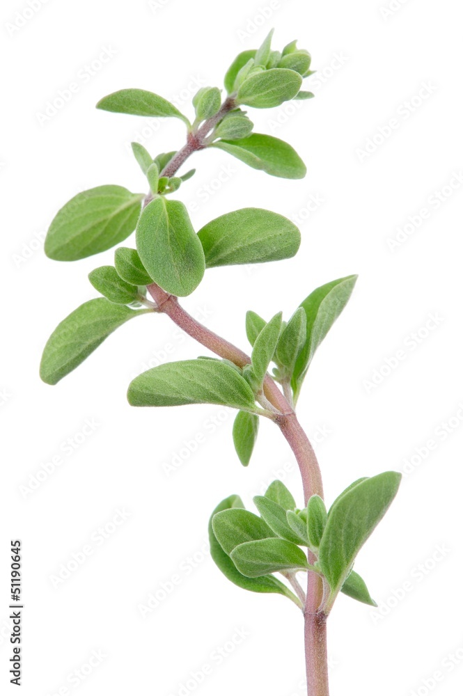 Marjoram Herb on White Background Marjoram Herb on White Background