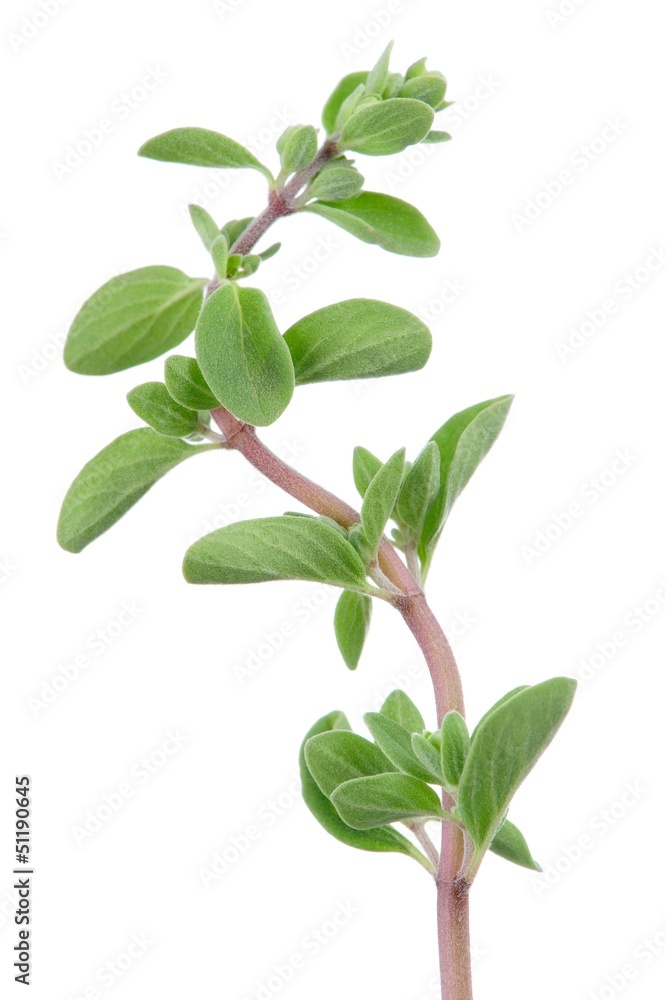 Marjoram Herb on White Background