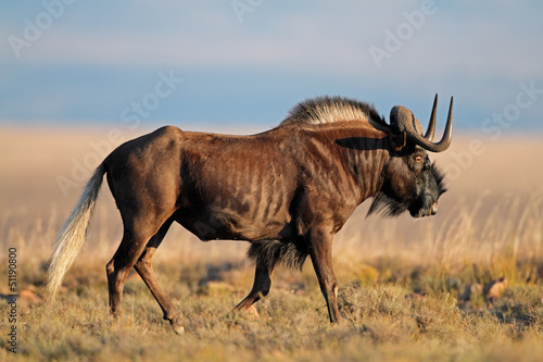 Black wildebeest photo
