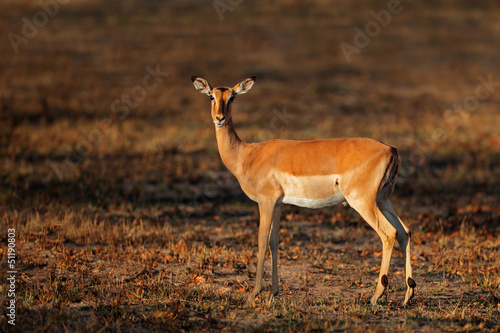 Impala antelope