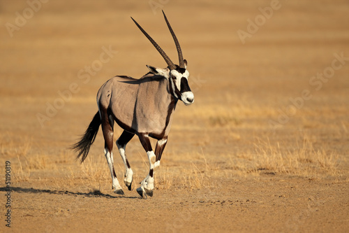 Running gemsbok antelope, Kalahari desert photo