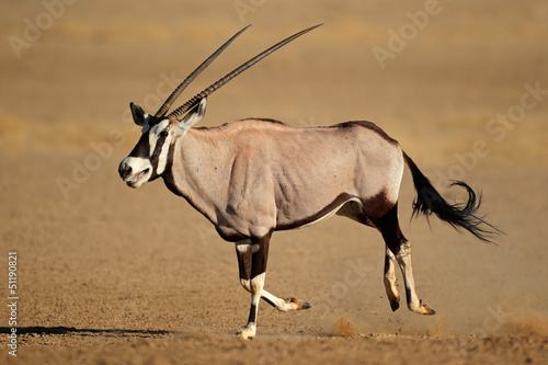 Running gemsbok antelope, Kalahari desert