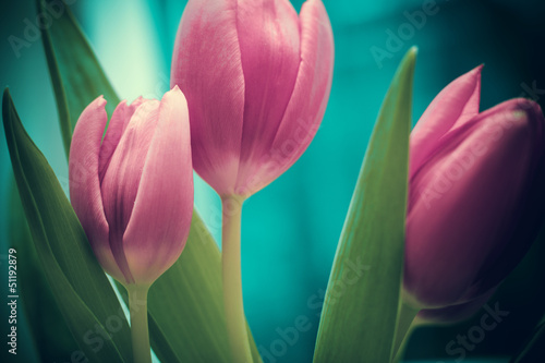 Fototapeta Naklejka Na Ścianę i Meble -  tulips