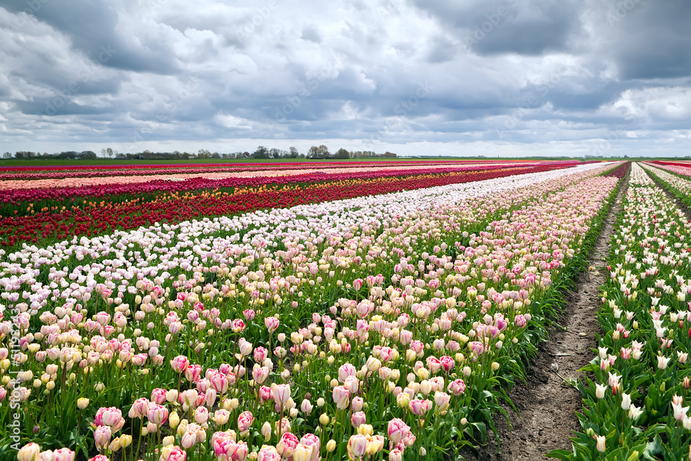 Dutch fields with many colorful tulips