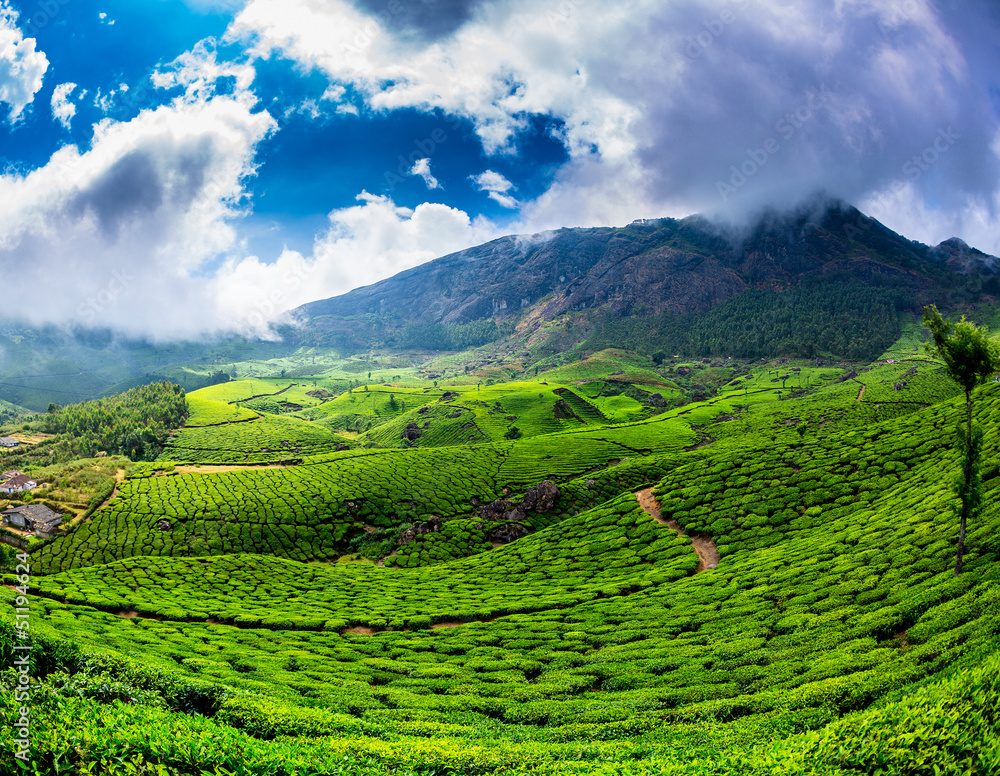 Tea plantations in India Tea plantations in India