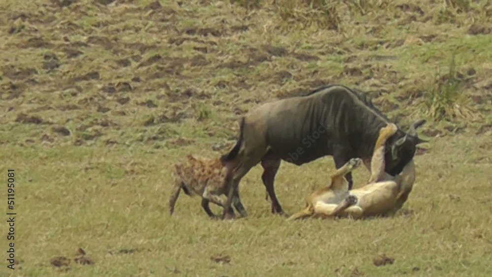 Female lion and hyena attacking a wildebeest Female lion and hyena attacking a wildebeest