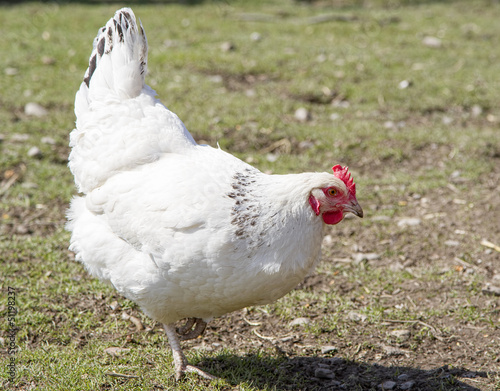 White sussex chicken