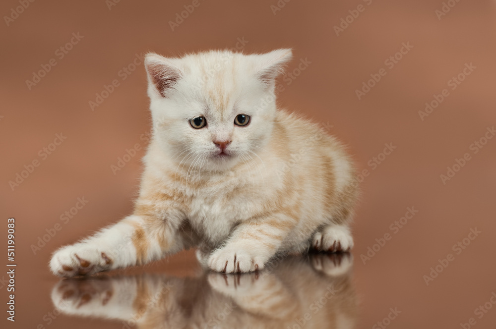 kitten kitten