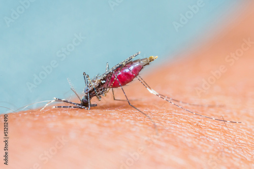 Mosquito sucking blood_set C-3 photo