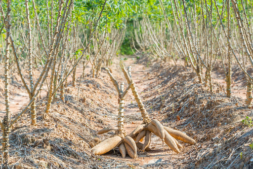 Cassava harvest