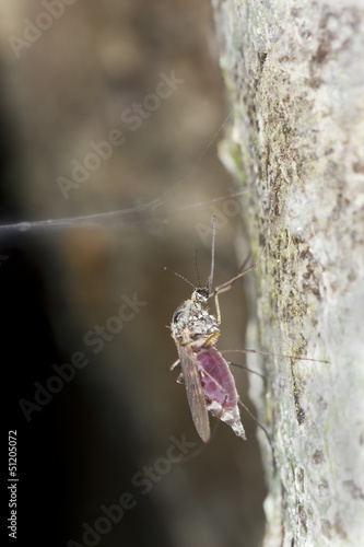 Mosquto filled with blood sitting on tree, macro photo