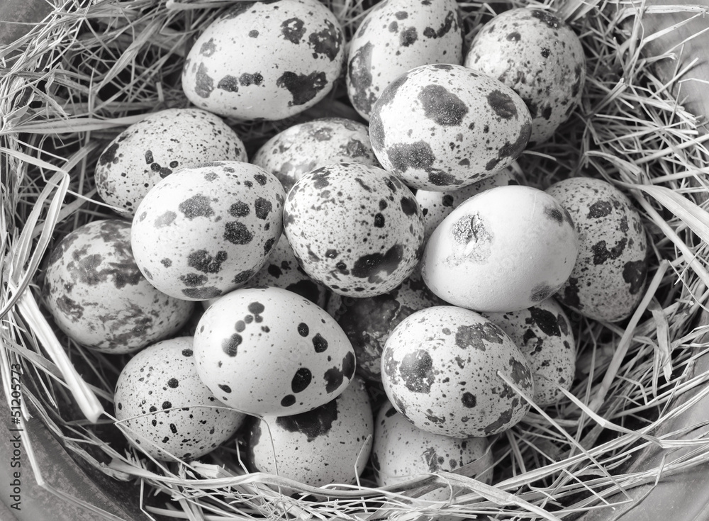 raw guail eggs raw guail eggs