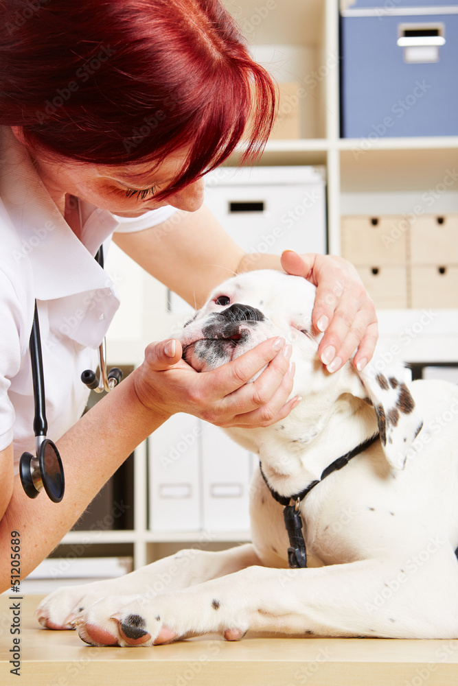 Hund wird beim Tierarzt am Maul untersucht Stock Photo Adobe Stock