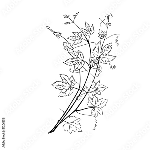 Hopfenpflanze