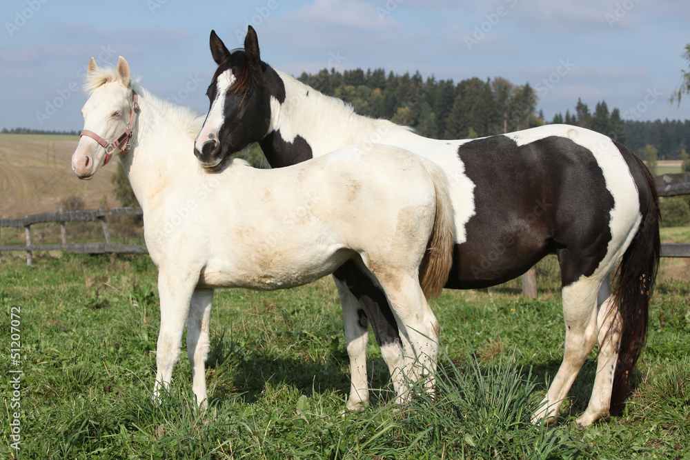 Albino and paint horse together Albino and paint horse together