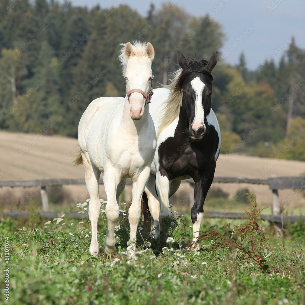 Obraz premium Albino horse with paint horse on pasturage