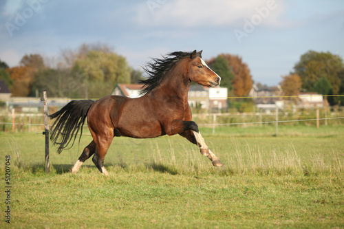 Brown welsh mountain pony stallion with black hair