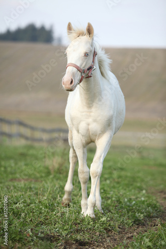 Fototapeta Naklejka Na Ścianę i Meble -  Albino horse with pink halter