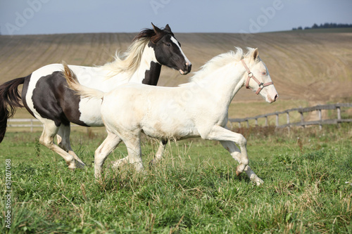 Albino and paint horse running