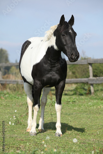 Paint horse mare standing on pasturage