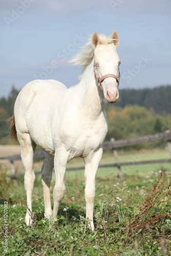 Fototapeta Naklejka Na Ścianę i Meble -  Interesting albino horse with pink halter