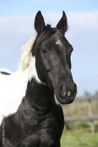 Portrait of paint horse mare © Zuzana Tillerova