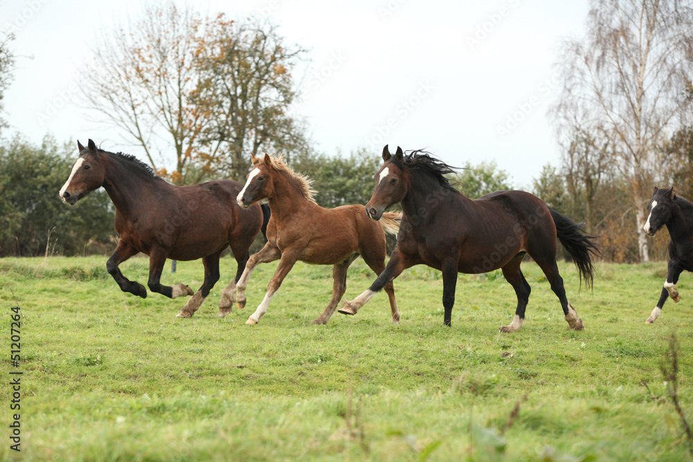 Fototapeta premium Welsh pony mares with foals running