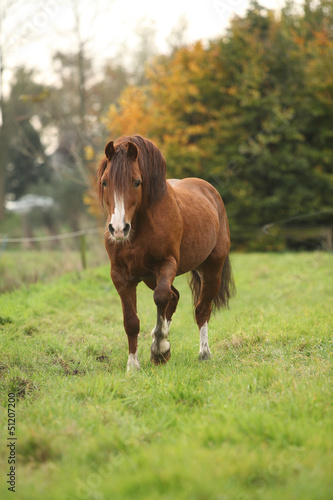 Chestnut welsh pony in autumn