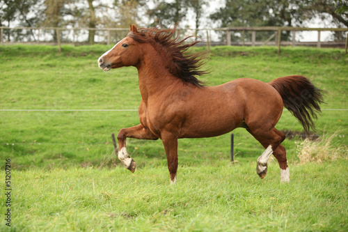 Fototapeta Naklejka Na Ścianę i Meble -  Nice chestnut welsh pony stallion running on pasturage