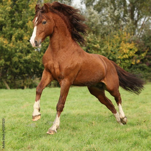 Nice chestnut welsh pony stallion jumping