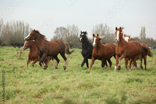 Batch of welsh ponnies running