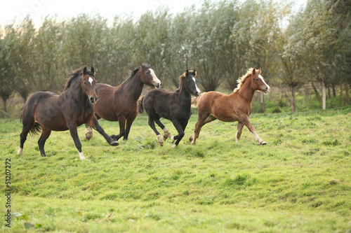 Welsh pony mares with foals running © Zuzana Tillerova