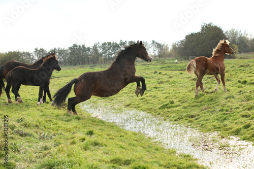 Welsh pony mare jumping