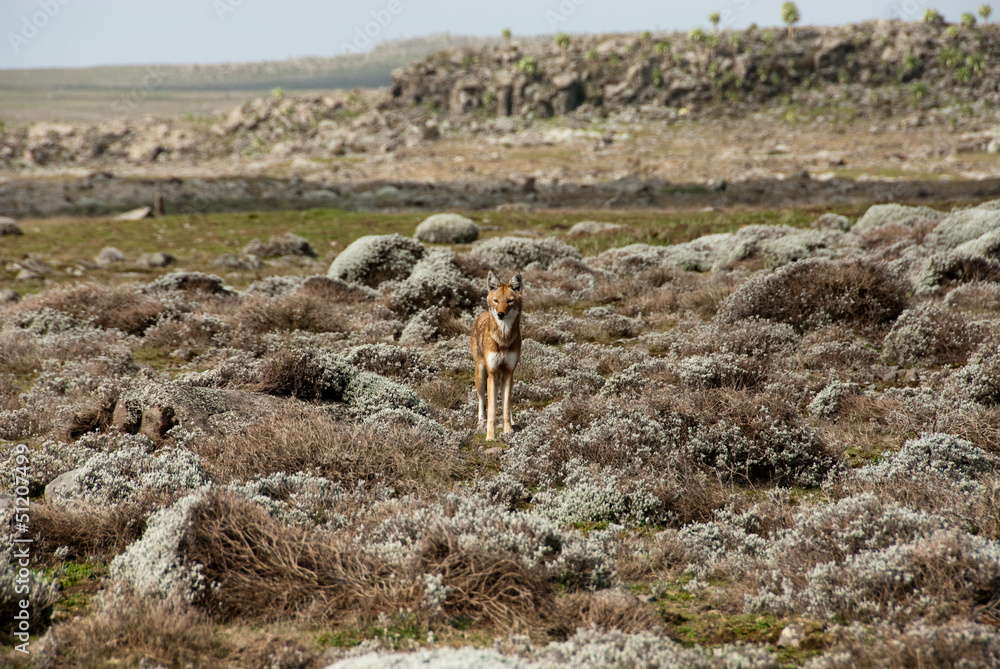 Simien wolf, Ethiopian Highlands